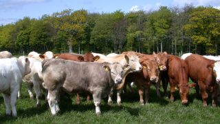 46% drop in young bull kill week year on year