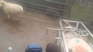 Sheep scanning results confirm high pregnancy rates