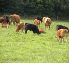 Comment: EID for cattle – the debate is on