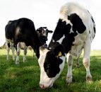 World dairy markets on the up as superlevy anger grows