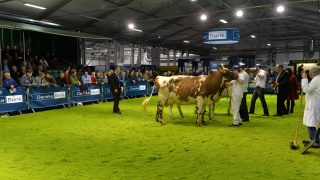 Wexford-Donegal partnership wins Winter Fair inter breed title