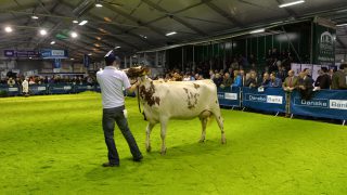 Dairy fairs are a winter wonderland for milk producers