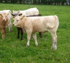 Fury at ‘residency’ penalties on Northern cattle