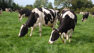 Exploring the ‘third option’ for dairy farmers