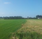 New grass varieties will constitute a ‘green’ flooding defence