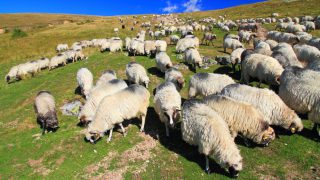 Collective agreements – a dangerous precedent, says UFA