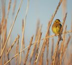 Research finds special wildlife scheme beats organic at boosting birds