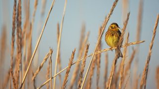 Research finds special wildlife scheme beats organic at boosting birds