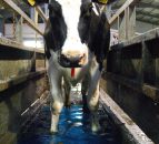 'Focus on feed rate not yield per cow'