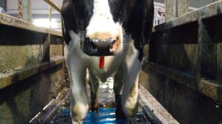‘Focus on feed rate not yield per cow’