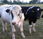 Latest thinking on IBR vaccination programmes
