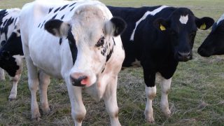 Latest thinking on IBR vaccination programmes