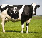 ‘Ireland must build a resilient dairy farm system’