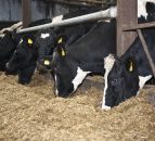 'Over-conditioned cows, as much trouble as under-conditioned cows'