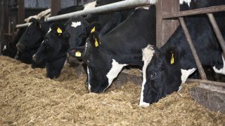 ‘Over-conditioned cows, as much trouble as under-conditioned cows’