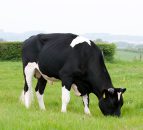 'Dairy farmers could gain €60 per cow using sexed semen'