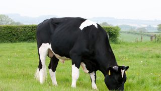 ‘Dairy farmers could gain €60 per cow using sexed semen’
