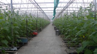 Soil comes first for Dutch greenhouse grower