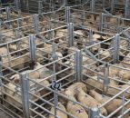 Spring lamb trade at €6.20/kg