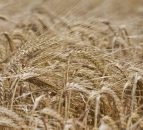 'Climate change will affect every aspect of food production'