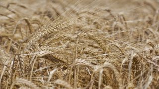 Poor weather conditions take a toll on EU cereal harvest