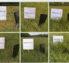 It’s time to get serious about grass