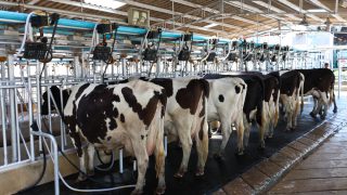 Soil and cow fertility key driver for profit