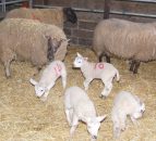 Genetics research to improve ewe longevity