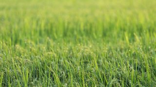 Grass management advice: Magic day approaching