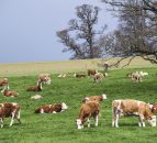 Despite horsemeat scandal, global meat industry is positive about prospects 