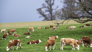 English suckler herd declining, as dairy numbers rise