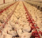 Avian influenza has potential to impact 2016 poultry market - Rabobank
