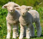 Meath teens develop sheep collar monitor to combat attacks