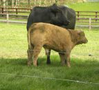 Halving of meat and dairy production could slash farming emissions and incomes - UN report