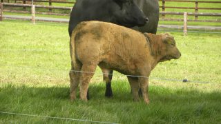 Halving of meat and dairy production could slash farming emissions and incomes – UN report