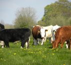 7 steps to reduce herd health risks buying stock  