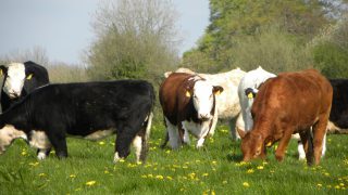 7 steps to reduce herd health risks buying stock