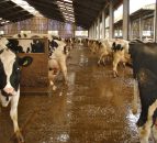 'Johne's eradication will take a long time, but control programme is a must'