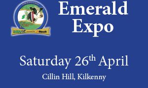 Top judge praises Emerald Expo dairy stock as ‘best selection he has ever seen’