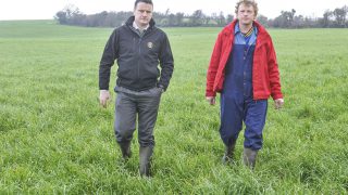Lots of grass on Golden Vale dairy farm