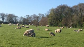 Worms can reduce lamb growth rates by 50%