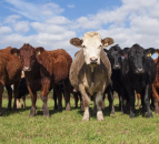 Meat factories categorically deny they are subverting free trade  