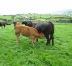 Young cattle benefit most from early turnout