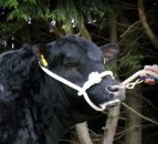 40 Angus bulls and heifers to go under the hammer at Gigginstown sale