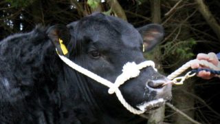 40 Angus bulls and heifers to go under the hammer at Gigginstown sale