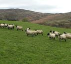 Blowfly strikes in Northern Ireland 
