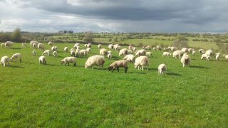 Sheep meat imports into the EU down
