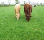 Byrne calls for action to resolve beef crisis