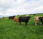Is Irish beef regarded as 'filler' by UK supermarkets?