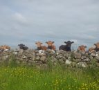 EU beef separating into premium and ground beef market - Rabobank